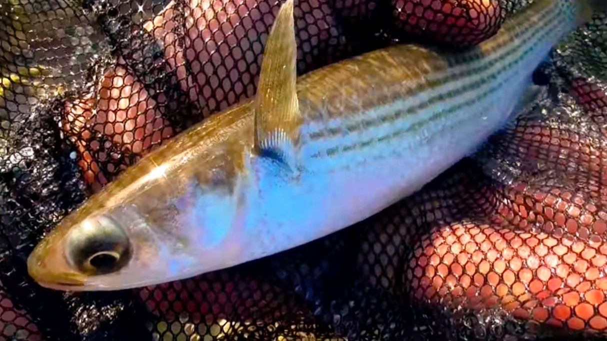 ボラの脂瞼（しけん）