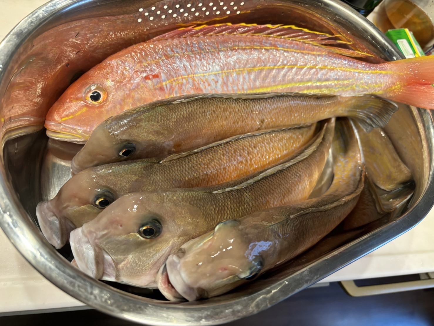 超高級魚シロアマダイ　和歌山　釣り　仕掛け　釣太郎　船　白甘鯛