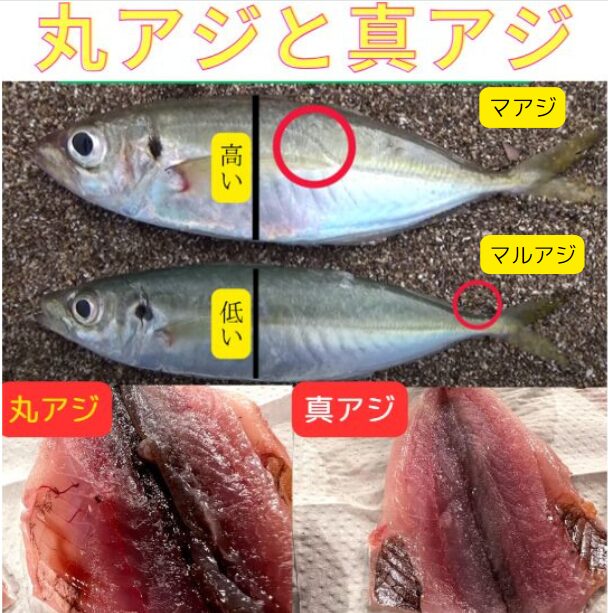 真アジと丸アジの違い、見分け方。マルアジは血合い多く、身が赤みを帯びている。釣太郎