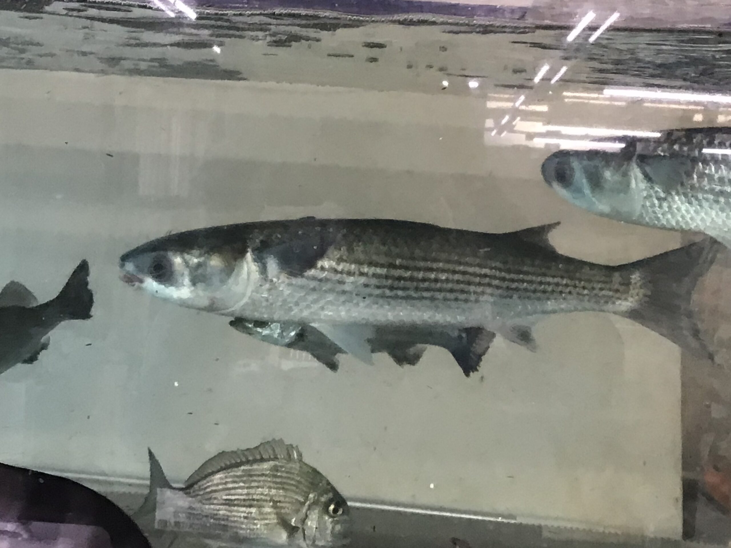 ボラを観賞用飼育している釣太郎。