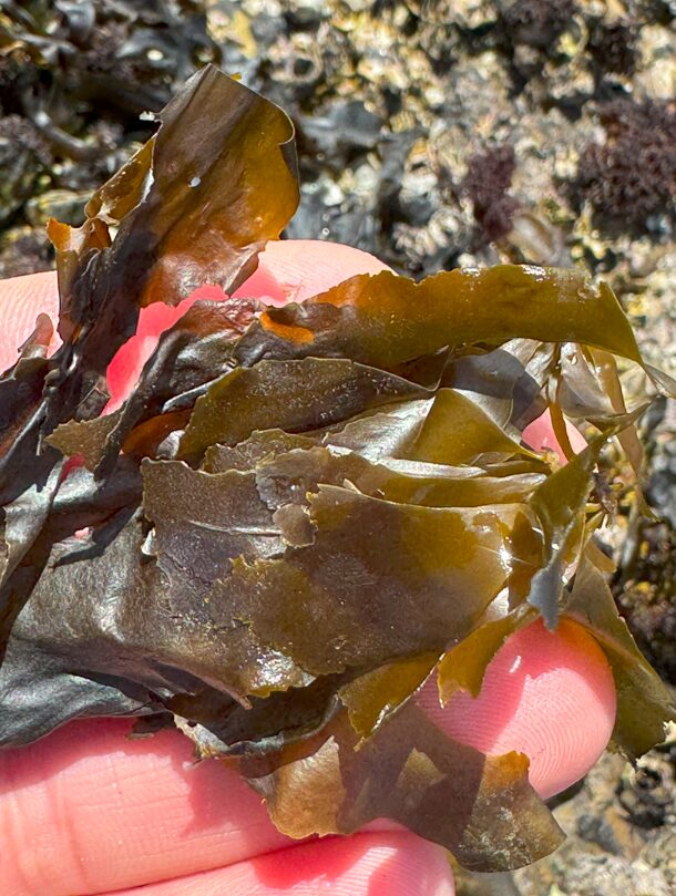 ハバノリ（メノリ）はイガミが大好きな海藻。釣太郎