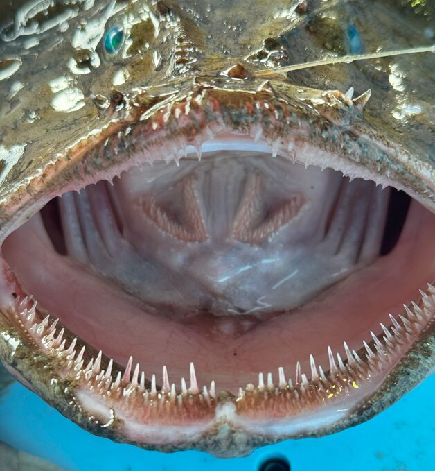 見るから獰猛そうなアンコウの口の中。歯は小さなトゲがいっぱい並んでいます。釣太郎