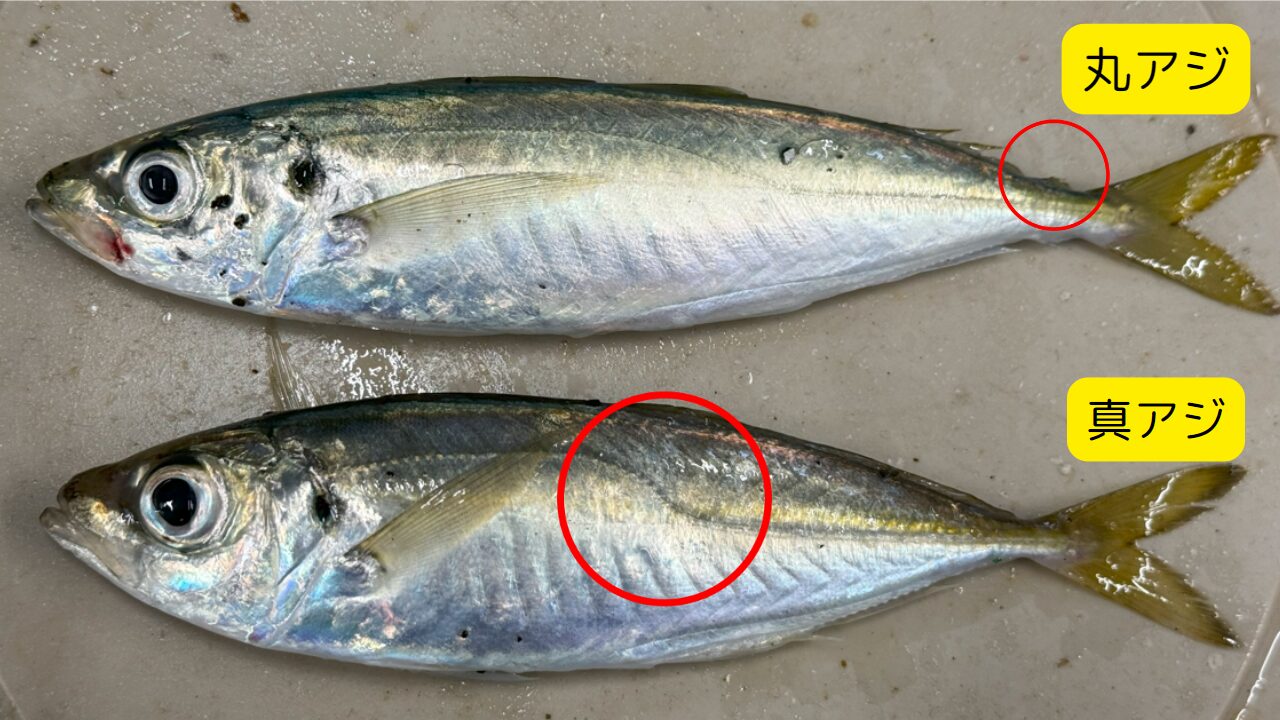 サビキ釣り魚鯵には真アジと丸アジの２種がある。見分け方紹介。釣太郎