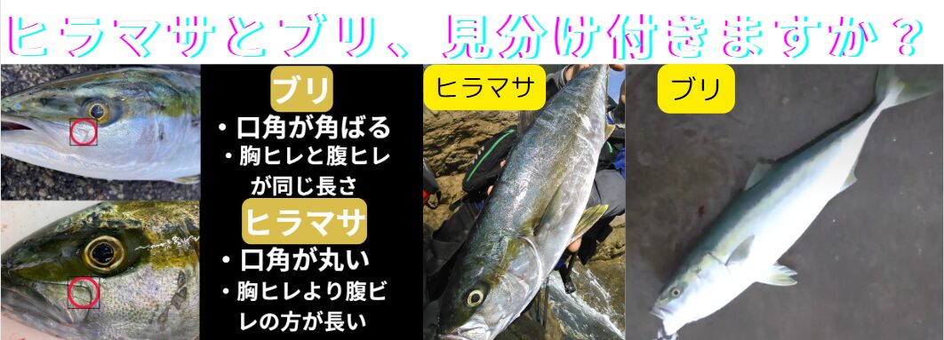 ヒラマサとブリ。非常によく似た青物回遊魚の見分け方、違いのご説明。釣太郎