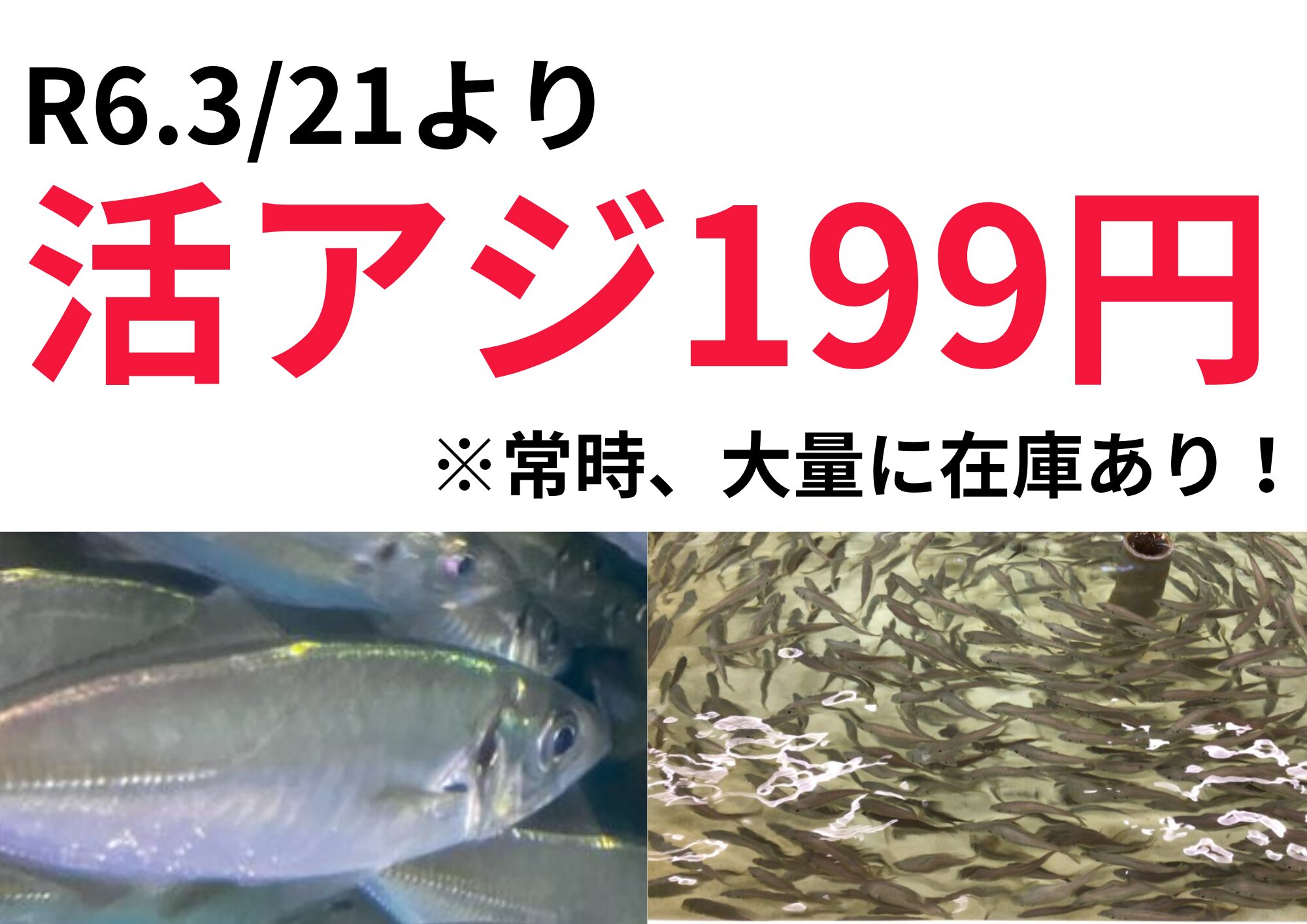 活アジ199円です。ご了承ください。アオリイカ釣りエサ。在庫あり。釣太郎