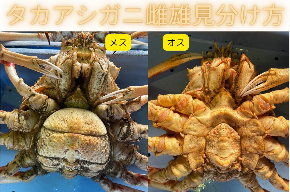 世界最大の蟹タカアシガニのオスメス見分け方紹介。釣太郎