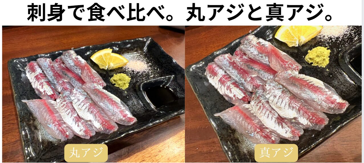 サビキで釣ったマルアジとマアジを刺身で食べ比べました。釣太郎