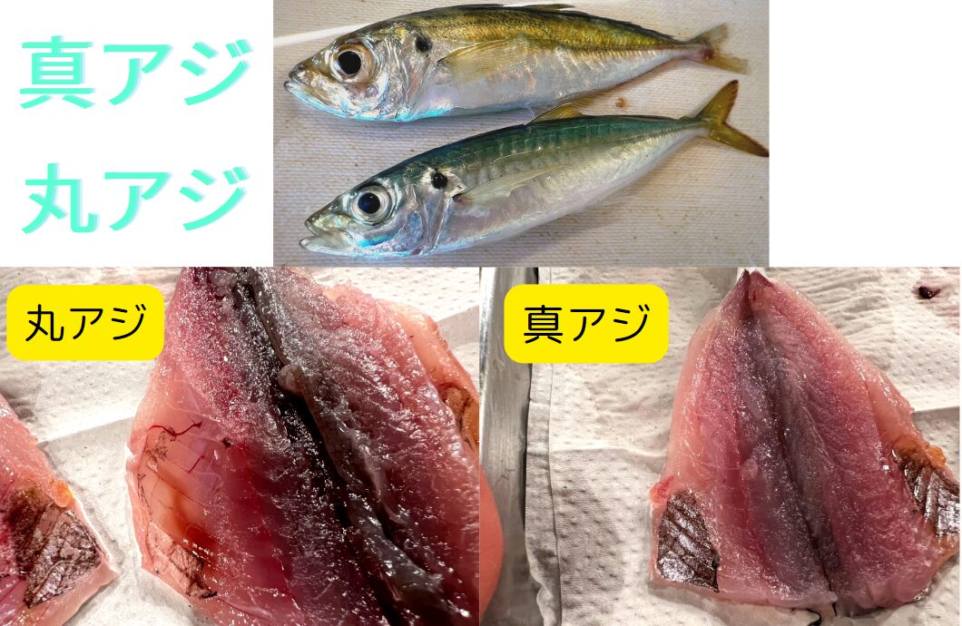 丸アジとマアジ。さばいて開き、身の違いを検証します。釣太郎