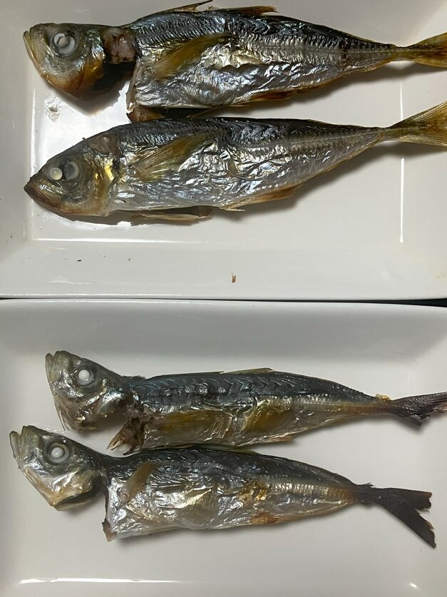 下がマルアジ(青)、上が真アジ(平、赤)。人気サビキ釣り魚塩焼き食べ比べ。釣太郎