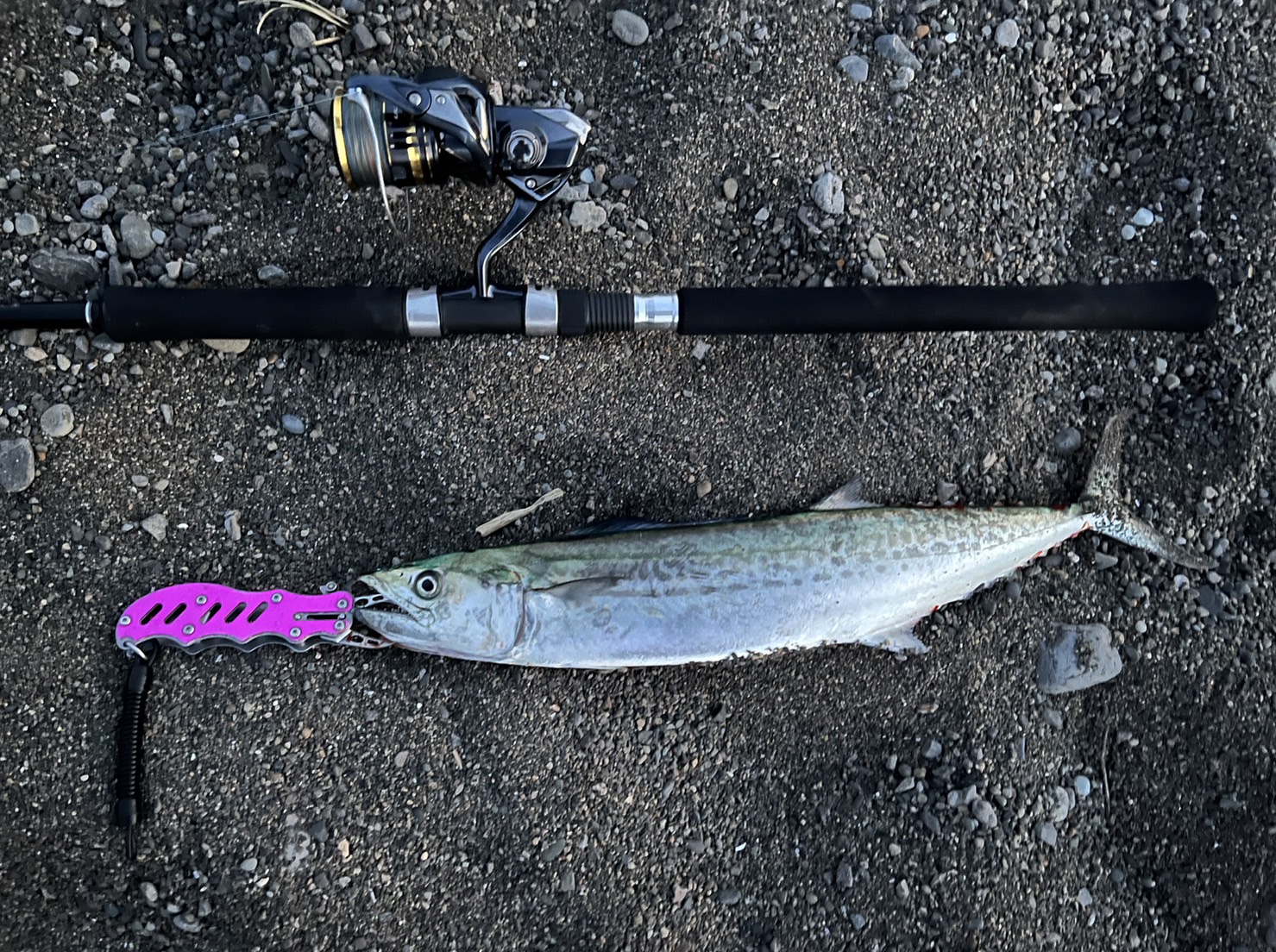 さわら　サワラ　鰆　サゴシ釣果　釣太郎