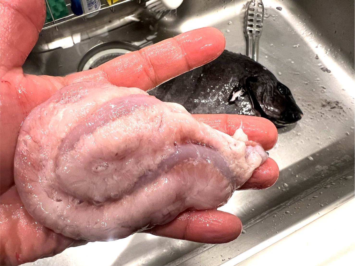 石鯛　肝　刺身