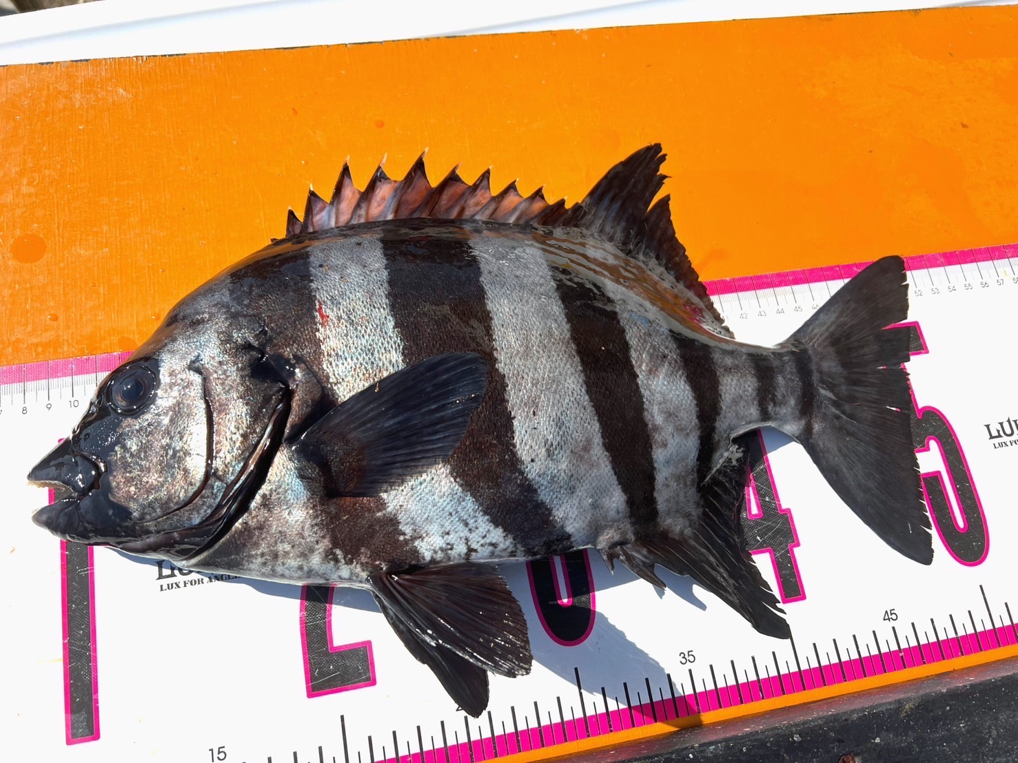 イシダイ料理　刺身：炙り：塩焼き：ソテー