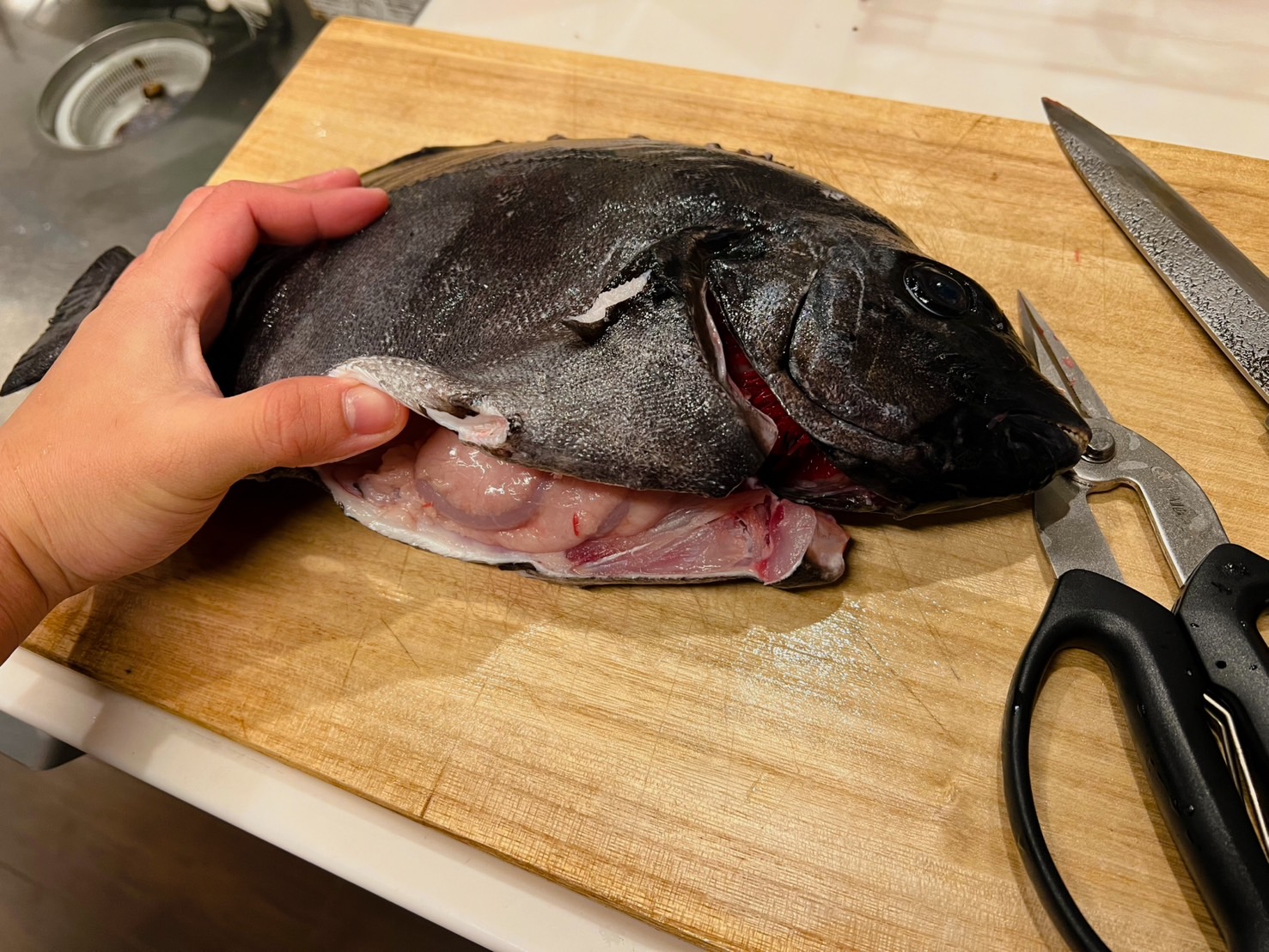 イシダイ料理　刺身：炙り：塩焼き：ソテー