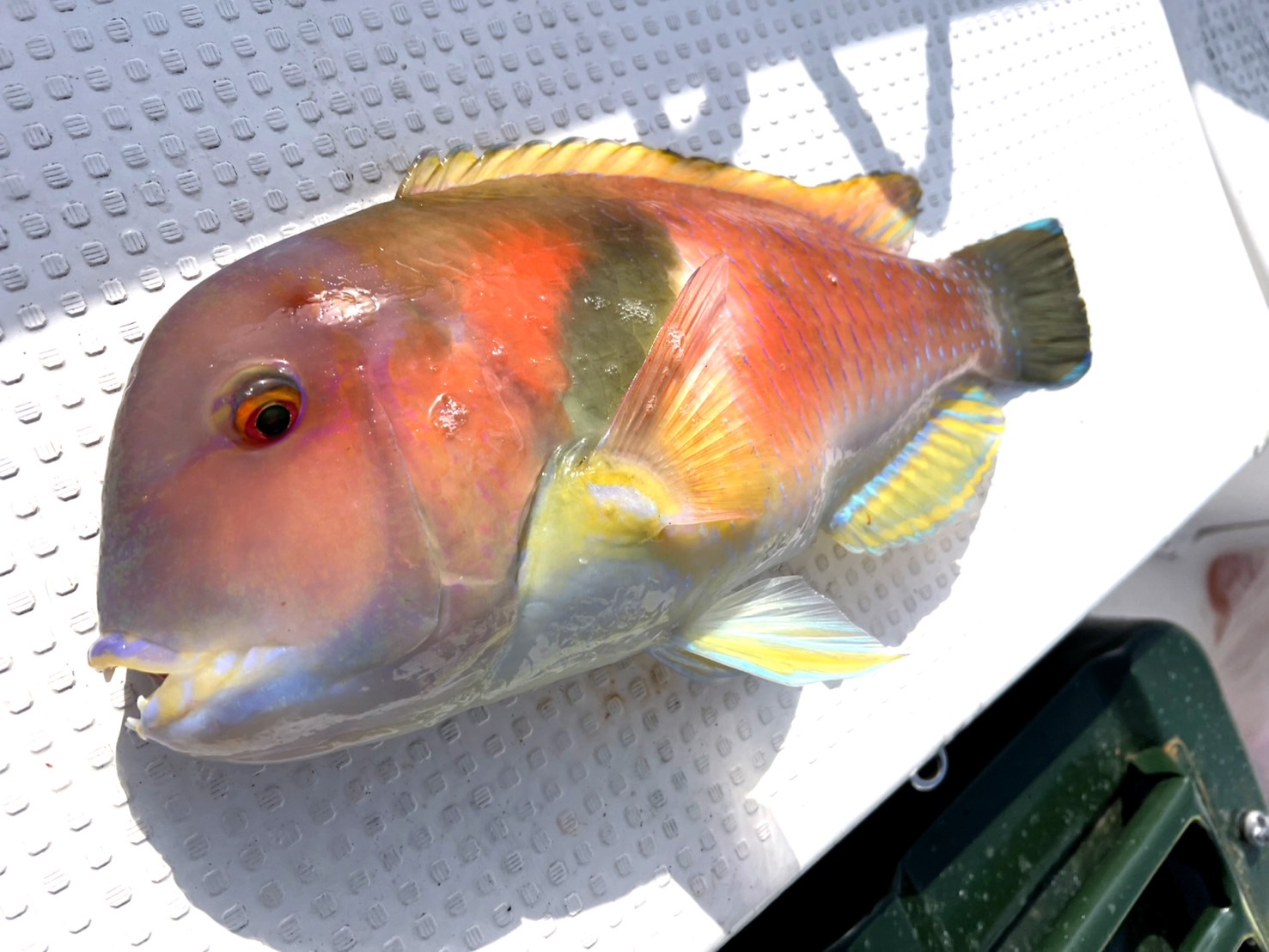 完全フカセ釣り　和歌山県　沖釣り　船釣り　イサギ　釣果　釣り　釣太郎