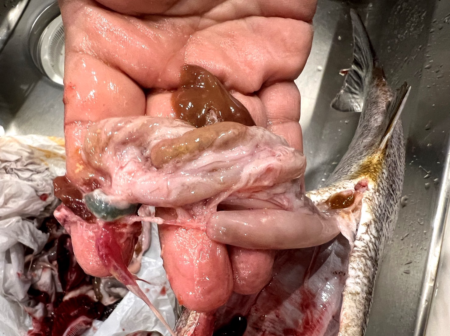 完全フカセ釣り　和歌山県　沖釣り　船釣り　イサギ　釣果　釣り　釣太郎