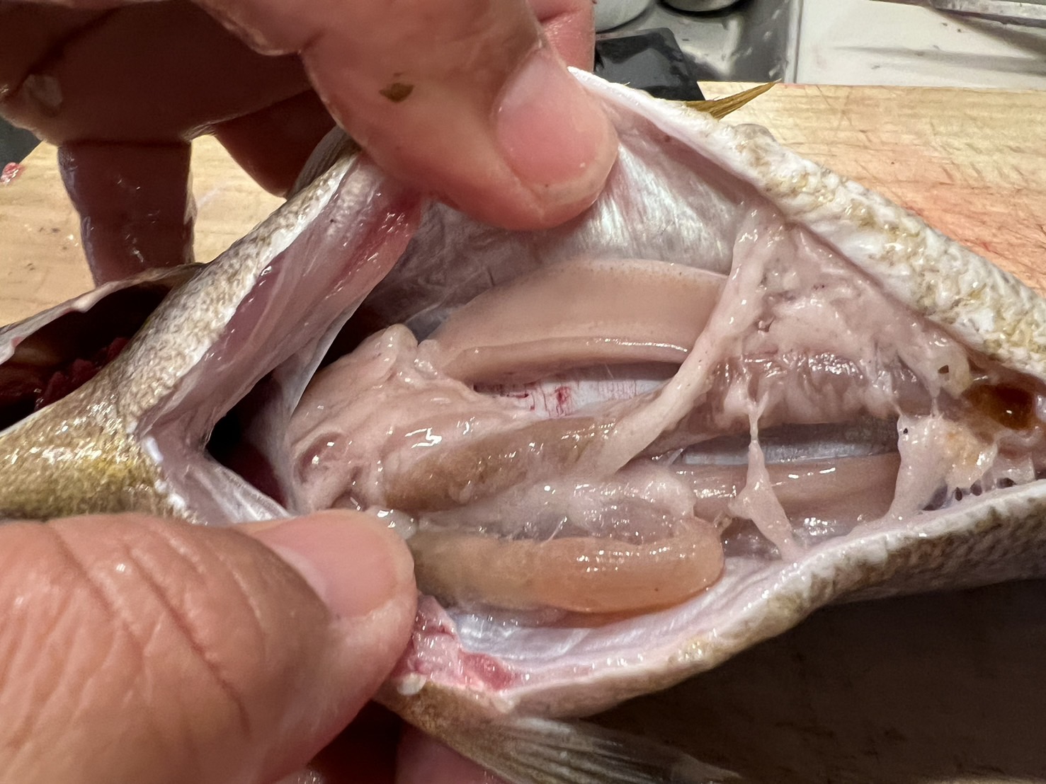 完全フカセ釣り　和歌山県　沖釣り　船釣り　イサギ　釣果　釣り　釣太郎