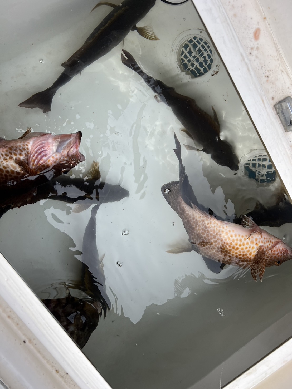 完全フカセ釣り　和歌山県　沖釣り　船釣り　イサギ　釣果　釣り　釣太郎
