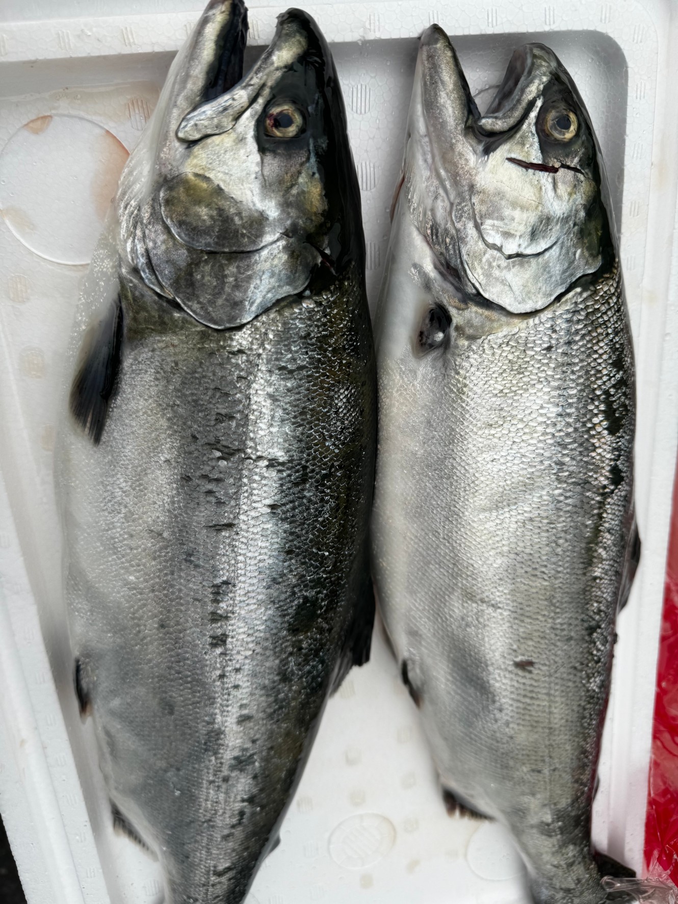 川釣りではヤマメで有名ですが、海ではサクラマスと呼ばれている魚。釣太郎