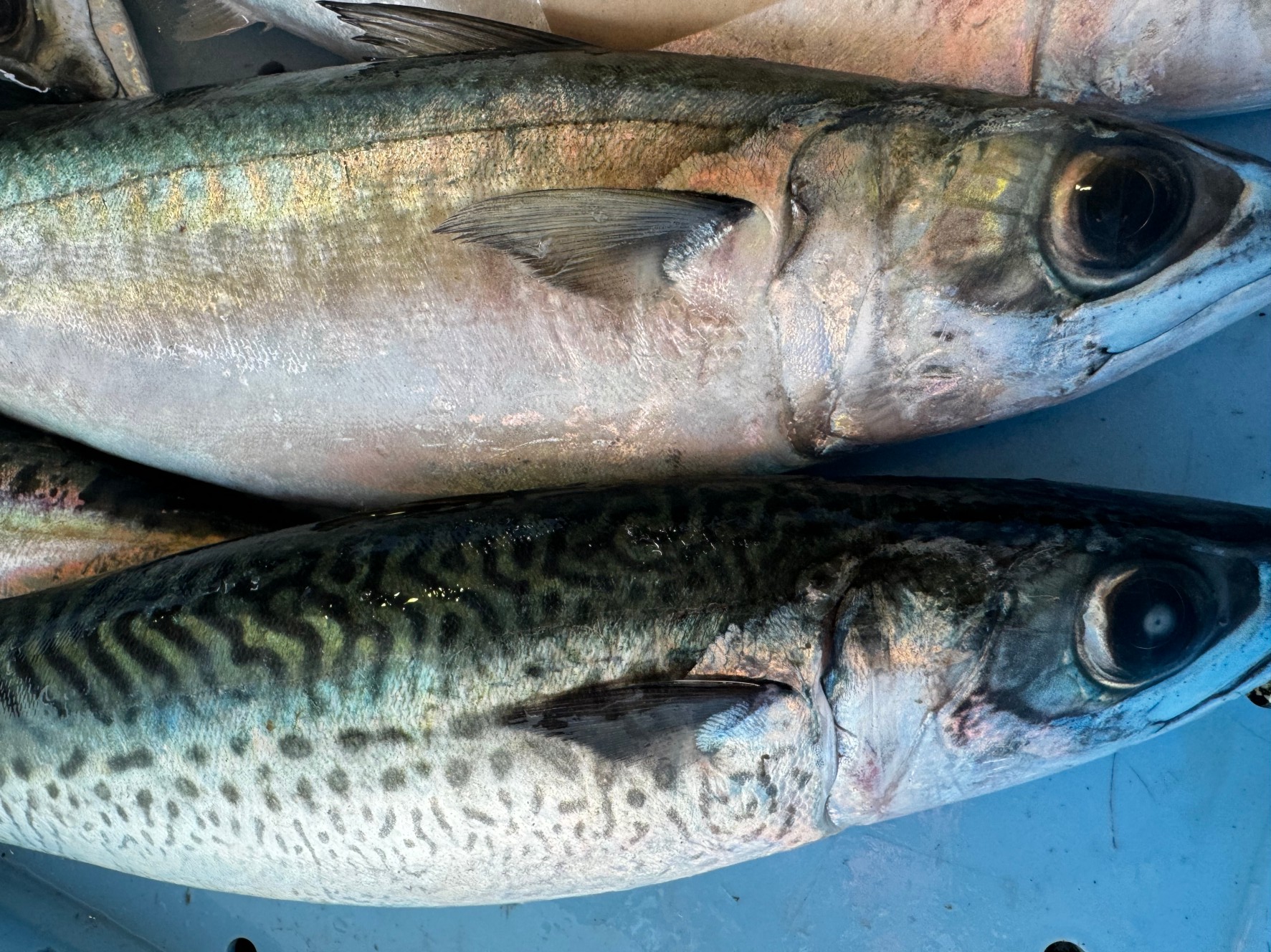 ゴマサバは斑点模様があるのが特徴で、マサバとここが違う。釣太郎魚種説明。