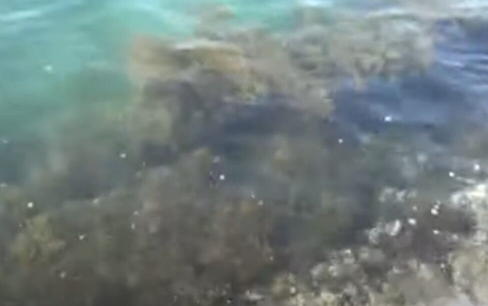 アオリイカ、海藻が多い時期はウキ釣りが有効。あたりがあれば引っこ抜くだけ。釣太郎