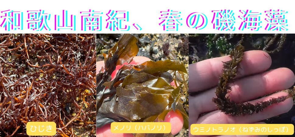 和歌山南紀、春の磯に生える海藻紹介。釣太郎
