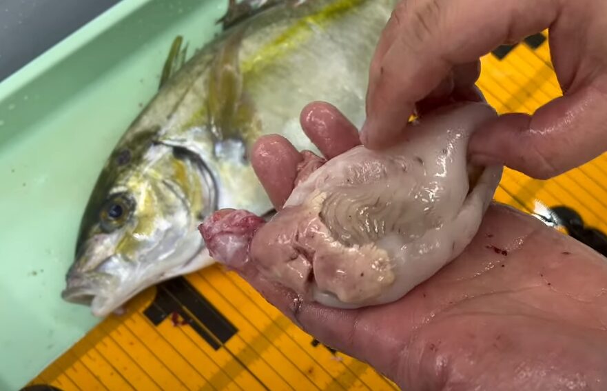 養殖魚特有の肝臓脂肪。これはシマアジ。釣太郎