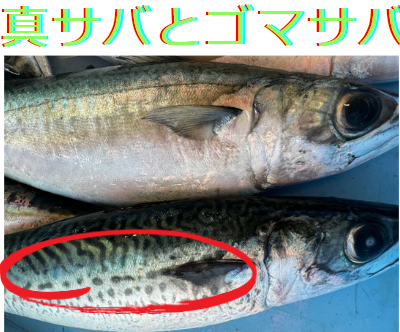 ゴマサバとマサバの違い、見分けた説明。釣魚紹介。