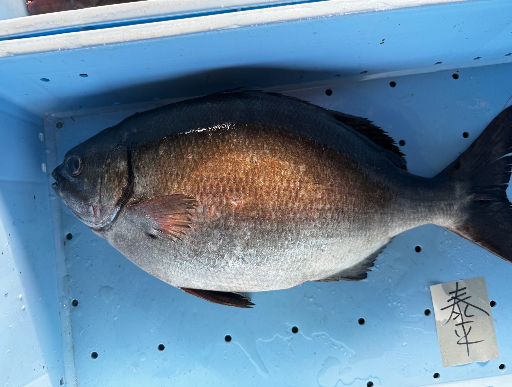 釣り人には外道魚で不人気。釣った後は糞をするため、ババタレという異名もある魚。独特の匂いがありますが、冬季は脂がのり美味。釣太郎