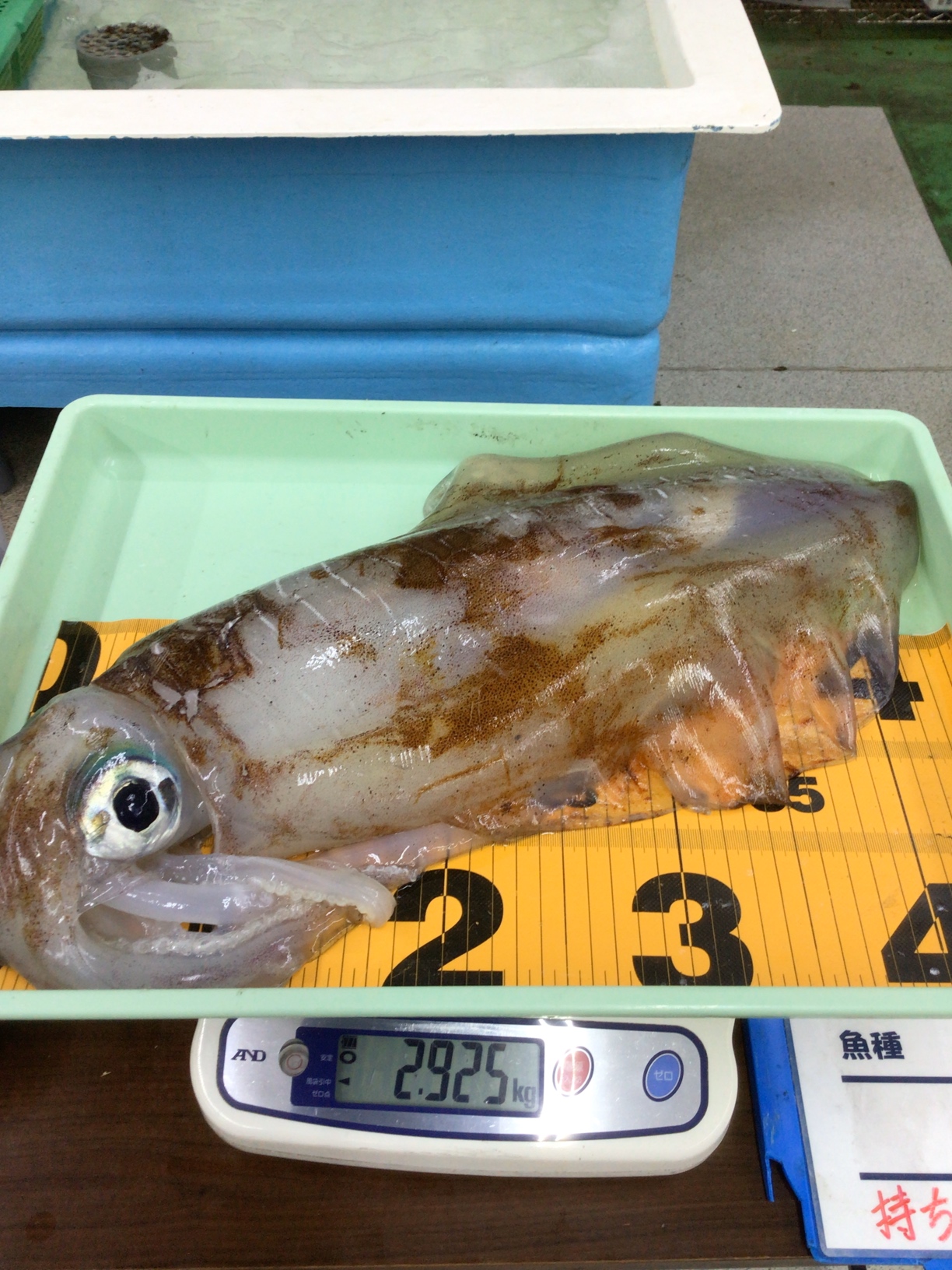 アオリイカは釣った直後と、数時間経過後の重量は異なります。３キロあったのに、という残念な声も時々耳にします。釣太郎