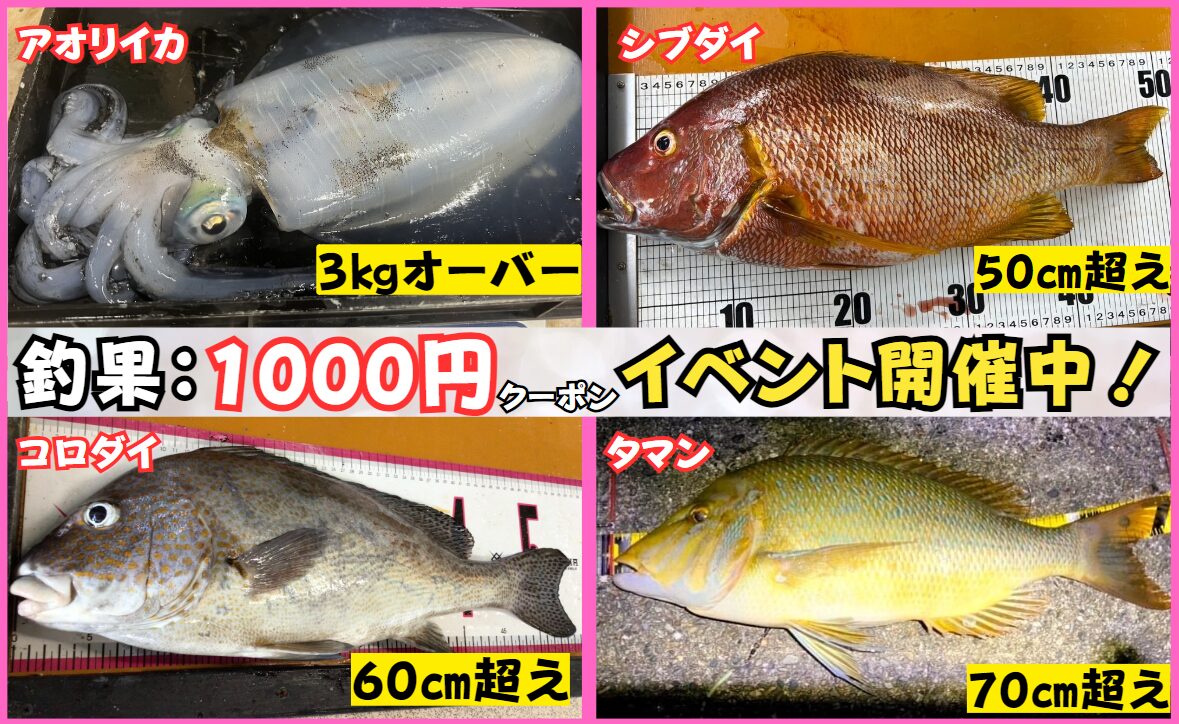 持ち込み釣果で1000円クーポン券をゲットしよう。アオリイカ3㌔、シブダイ（フエダイ）50cm、コロダイ60cm、タマミ（タマン、ハマフエフキ）70cm。釣ったら釣太郎へ。