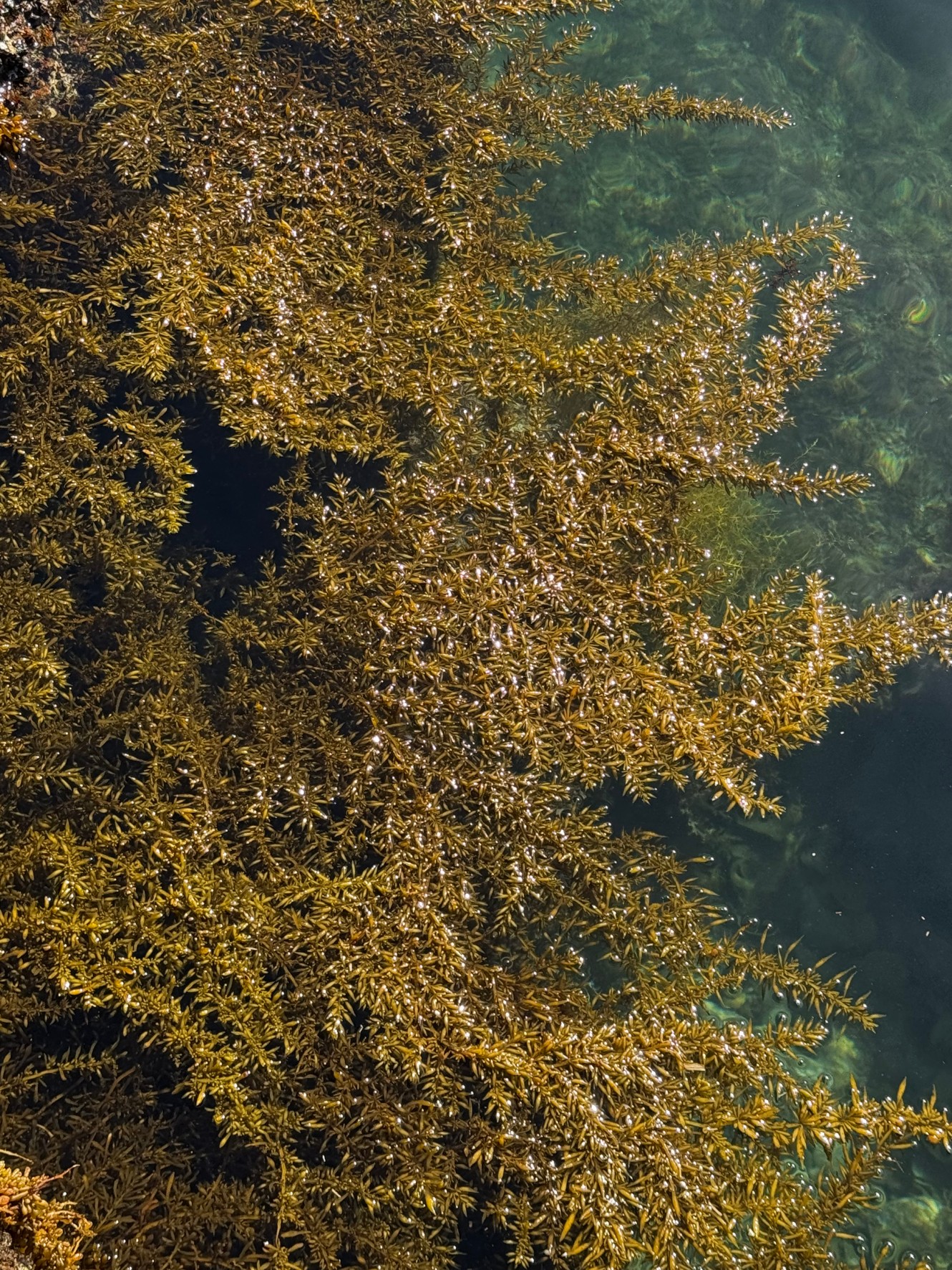 海藻が多いところがアオリイカ魚影も濃いが、釣るのは難しい。そんな時は泳がせ仕掛けが強い。釣太郎
