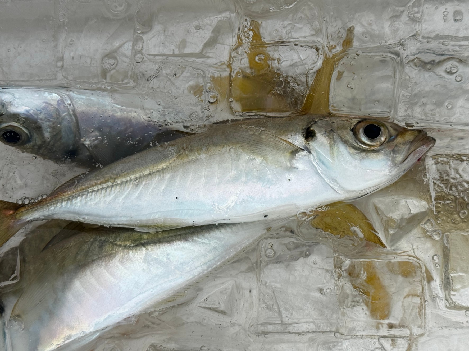 氷に海水を加えた潮氷は、サビキで釣ったアジ等の冷却に最適。これで魚の鮮度管理はベスト。釣太郎の釣果保管方法紹介。