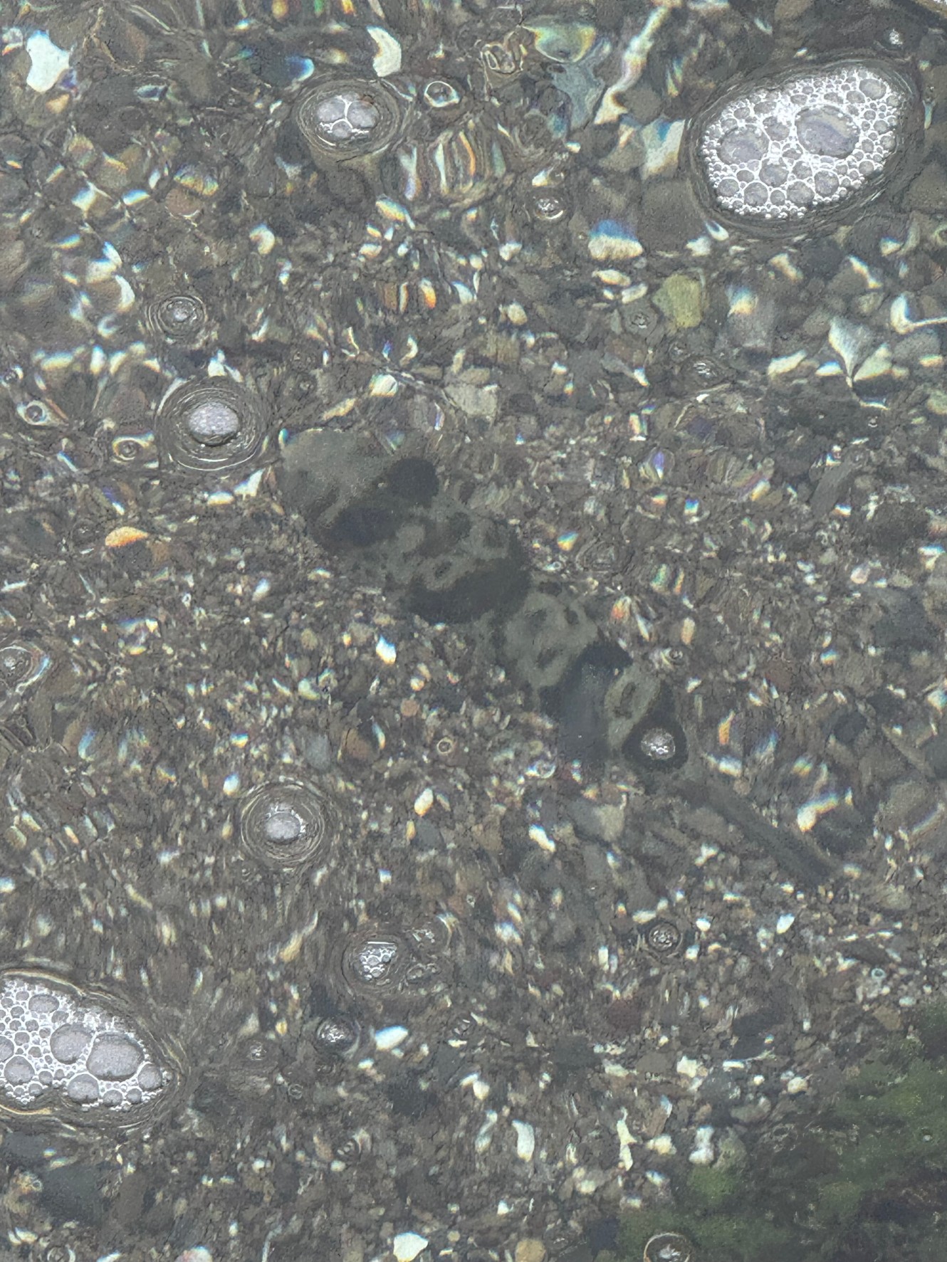 フグは砂に潜っていることもあります。釣太郎