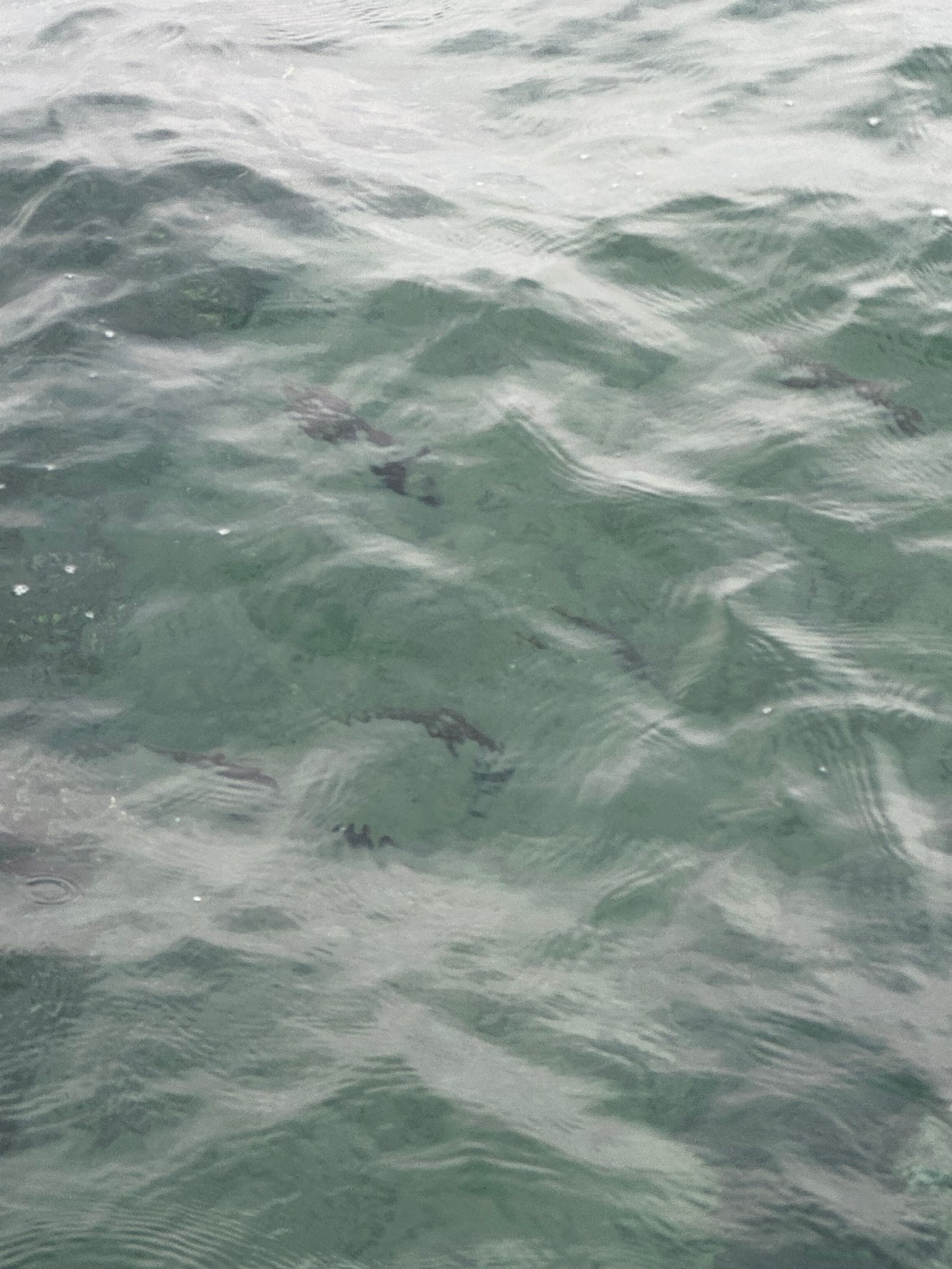 アオリイカ３から４００gの群れが泳いでいます。釣太郎