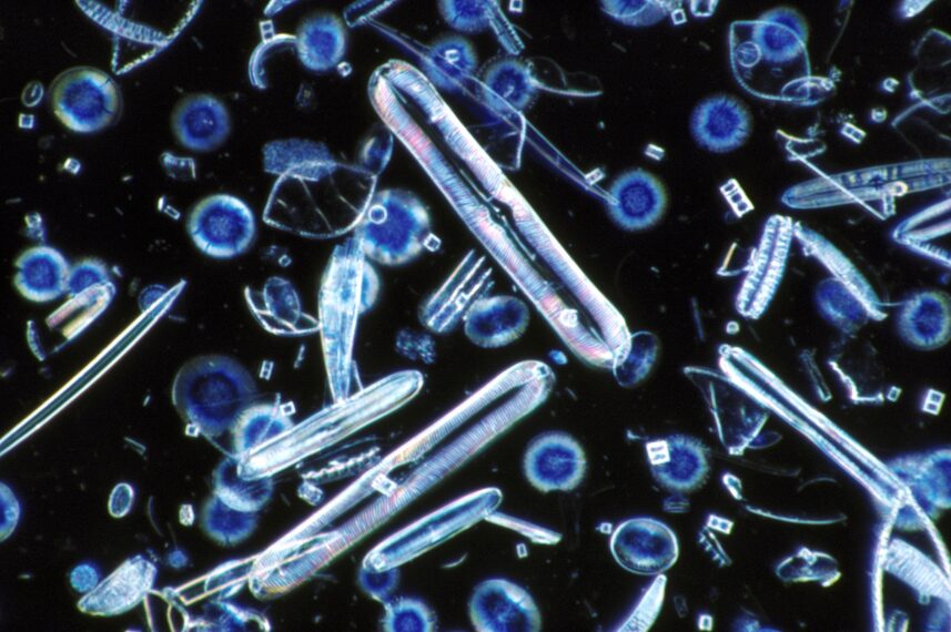 海のプランクトンが死んで海底に沈み大量に堆積、長い年月をかけ石油に変わった。釣太郎