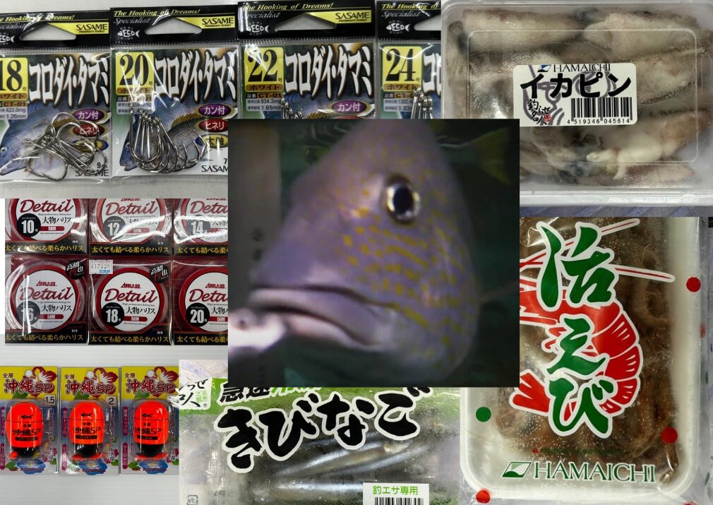 夏は夜釣りで大型魚狙い。南紀地方では50cm超コロダイが狙えます。釣太郎