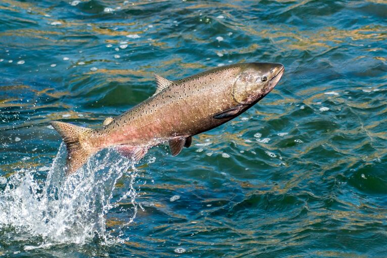 美味しい魚は、温かいところより寒い地域の方が多いが、この理由は？釣太郎
