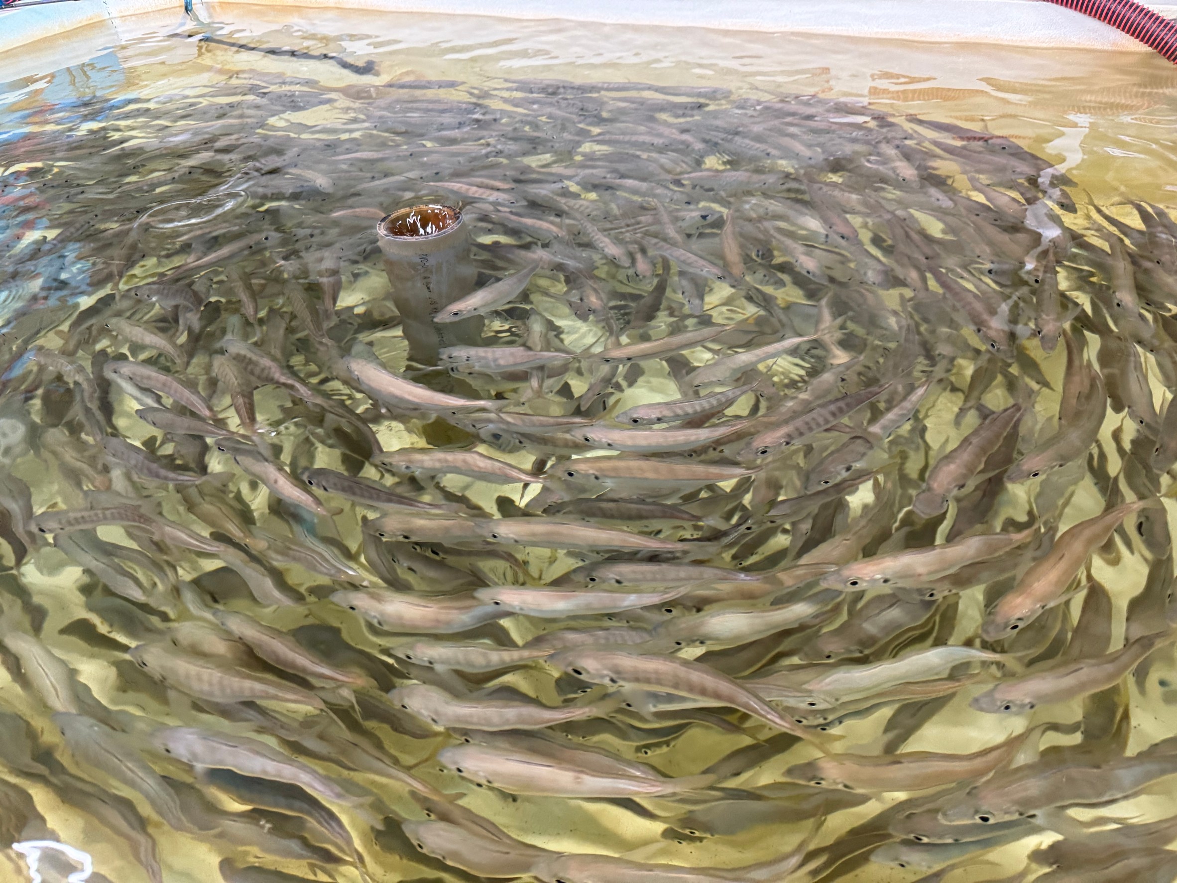 アジが流れに向かって、整然と泳ぐ様子。どうして魚は流れに上がらうように向かって泳ぐの