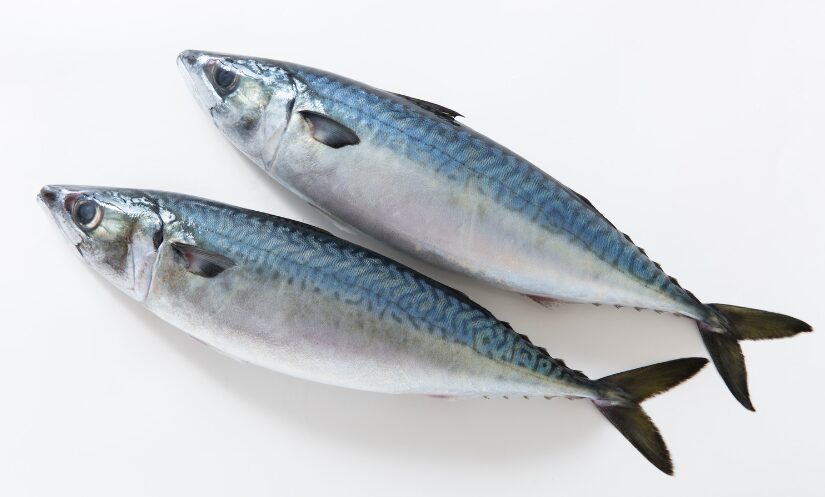 魚には鱗があるが、ないものもある。これはどうして？釣太郎