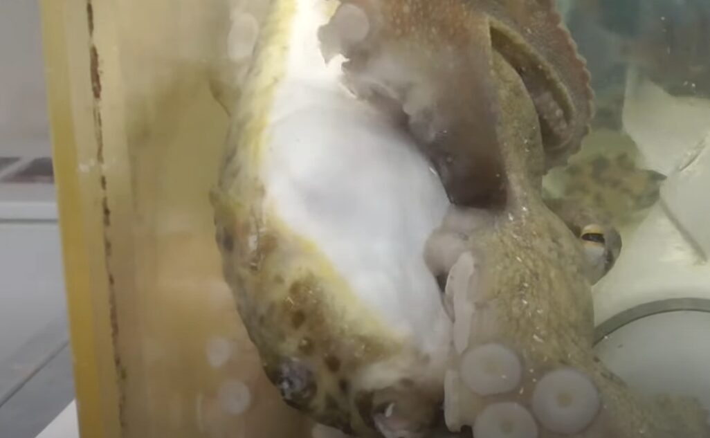 猛毒があるフグを食べても平気な海水生物は多いが、これはどうして？釣太郎