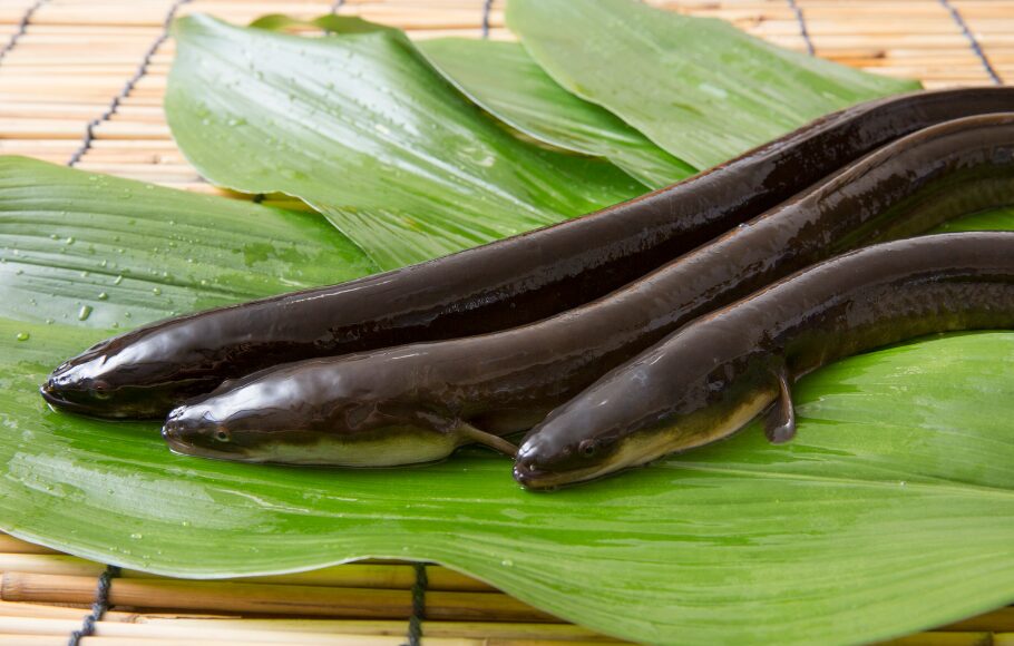 うなぎは濁っている方が釣れるって本当？釣太郎