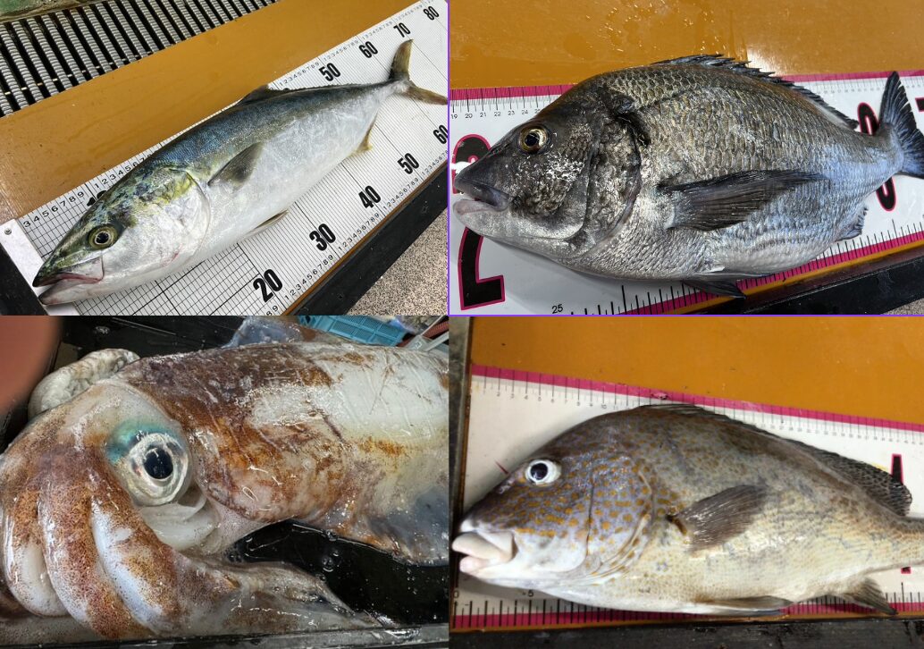 釣った魚、お気軽に持込下さい。検量検寸できます。バラ氷サービス。釣太郎