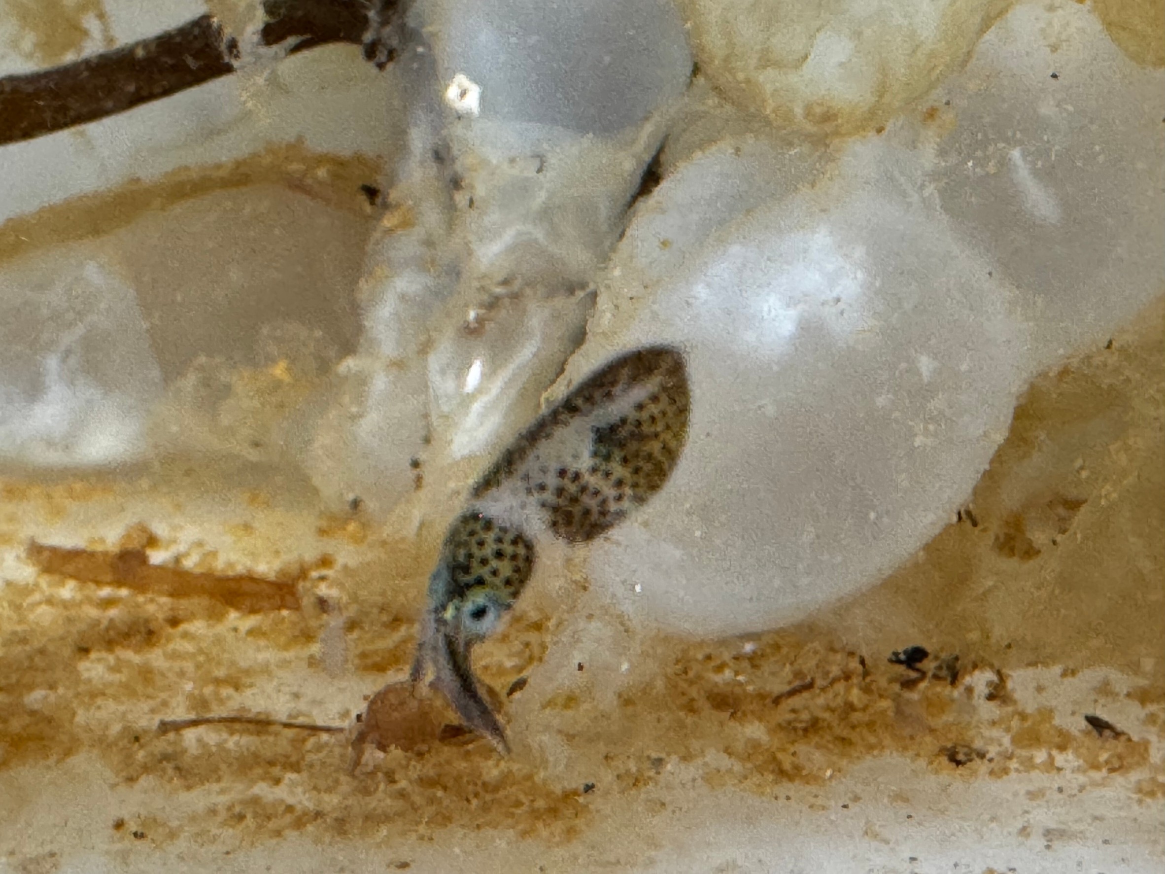 卵から孵化したばかりのアオリイカ。非常に小さな稚イカ。これ以スモールなものはありません。釣太郎