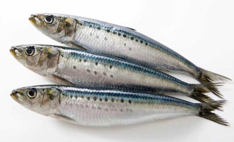 青魚は特有の臭いがあるが、この理由をご説明します。釣太郎