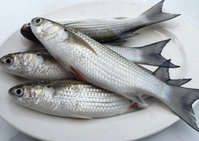 夏は臭いのに、風yになると匂いが消え美味しくなる魚が多い。ボラ、イズスミ、ニザダイ等がある。この理由は？釣太郎