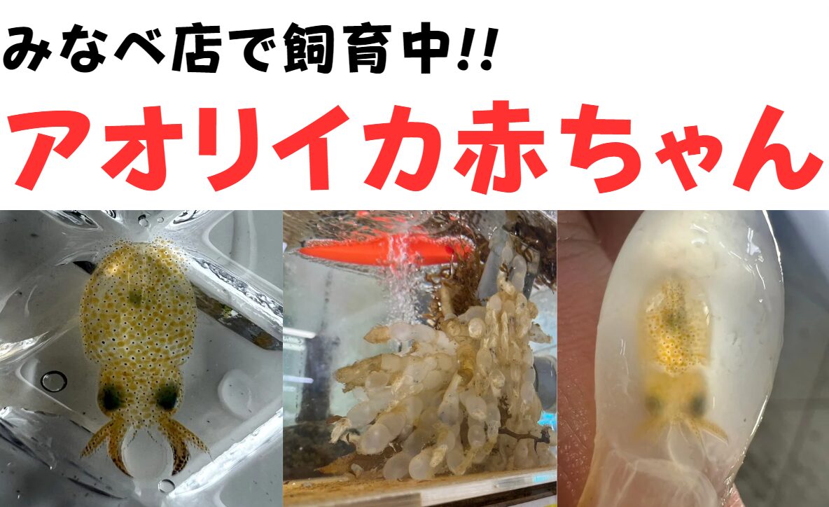 アオリイカ卵、釣太郎みなべ店水槽で展示中。孵化したての赤ちゃんが、泳ぐこともあります。