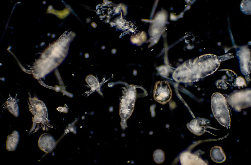 海のプランクトンについてのご説明。釣太郎