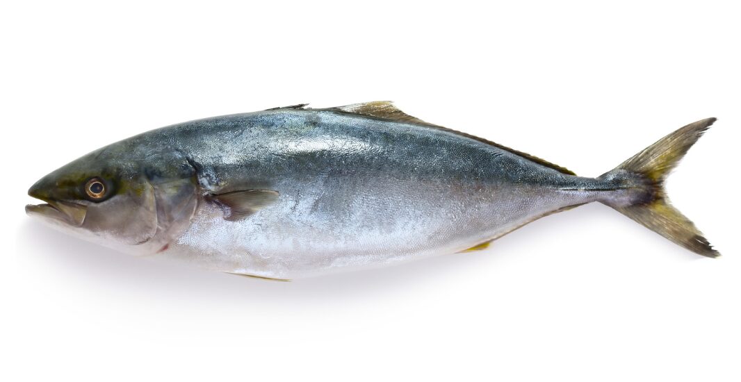 回遊魚はどうして泳ぎ続けるの？しんどくならないの？釣太郎