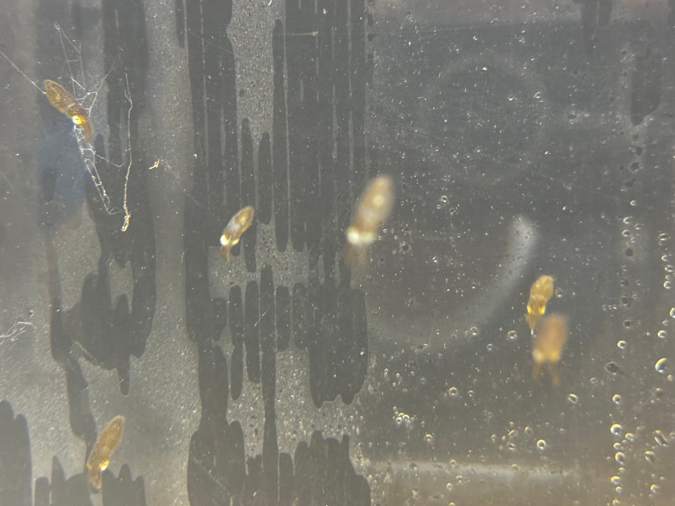 孵化した稚イカが水槽で泳いでいます。アオリイカの卵展示中。釣太郎みなべ店。