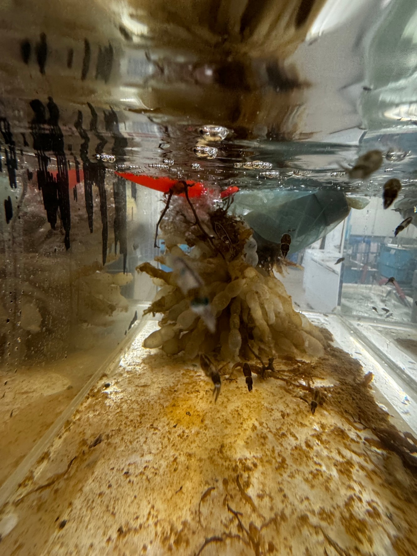 アオリイカの卵と孵化した稚イカが多数泳いでいる釣太郎みなべ店。